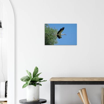 The Soaring White Stork
