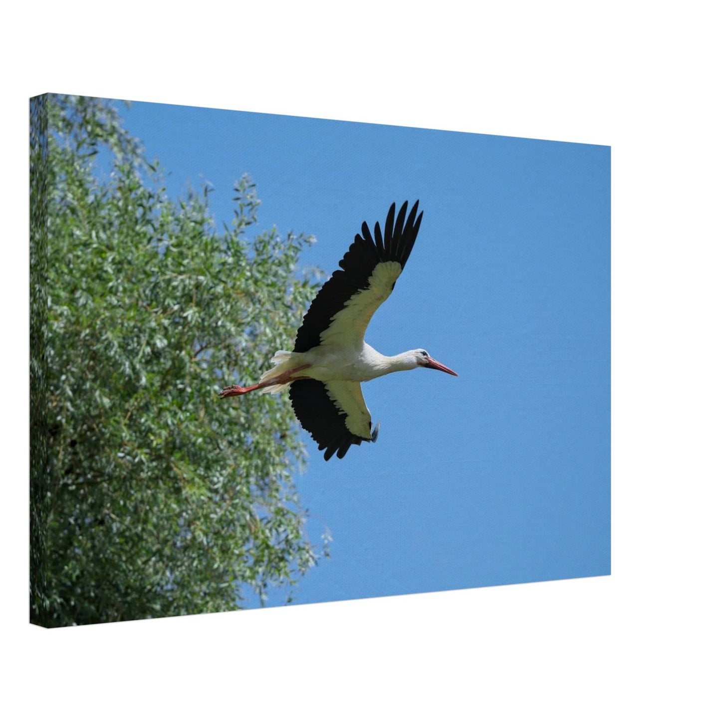 The Soaring White Stork