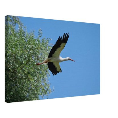 The Soaring White Stork