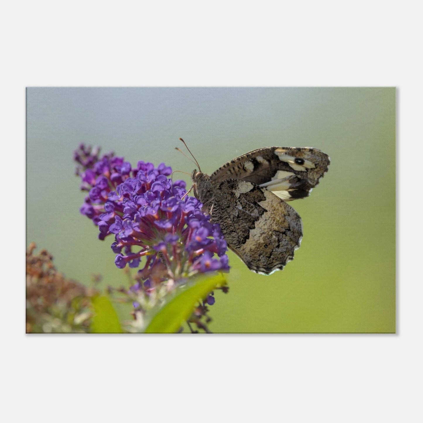 Butterfly Kisses the Flower