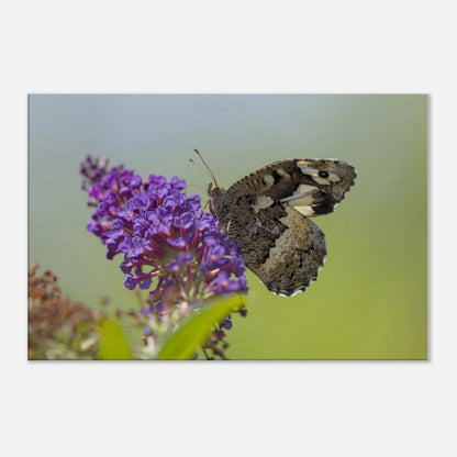 Butterfly Kisses the Flower