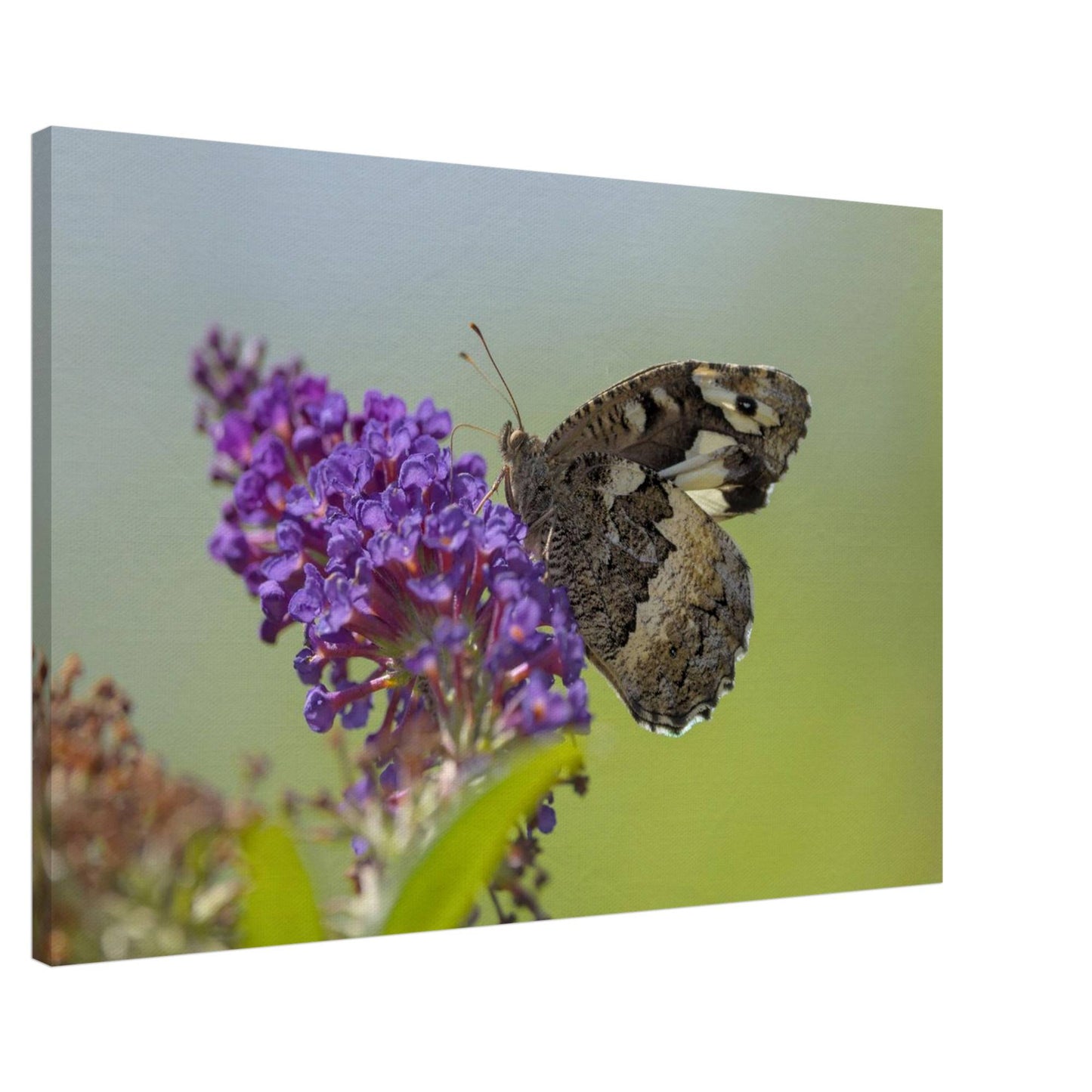 Butterfly Kisses the Flower