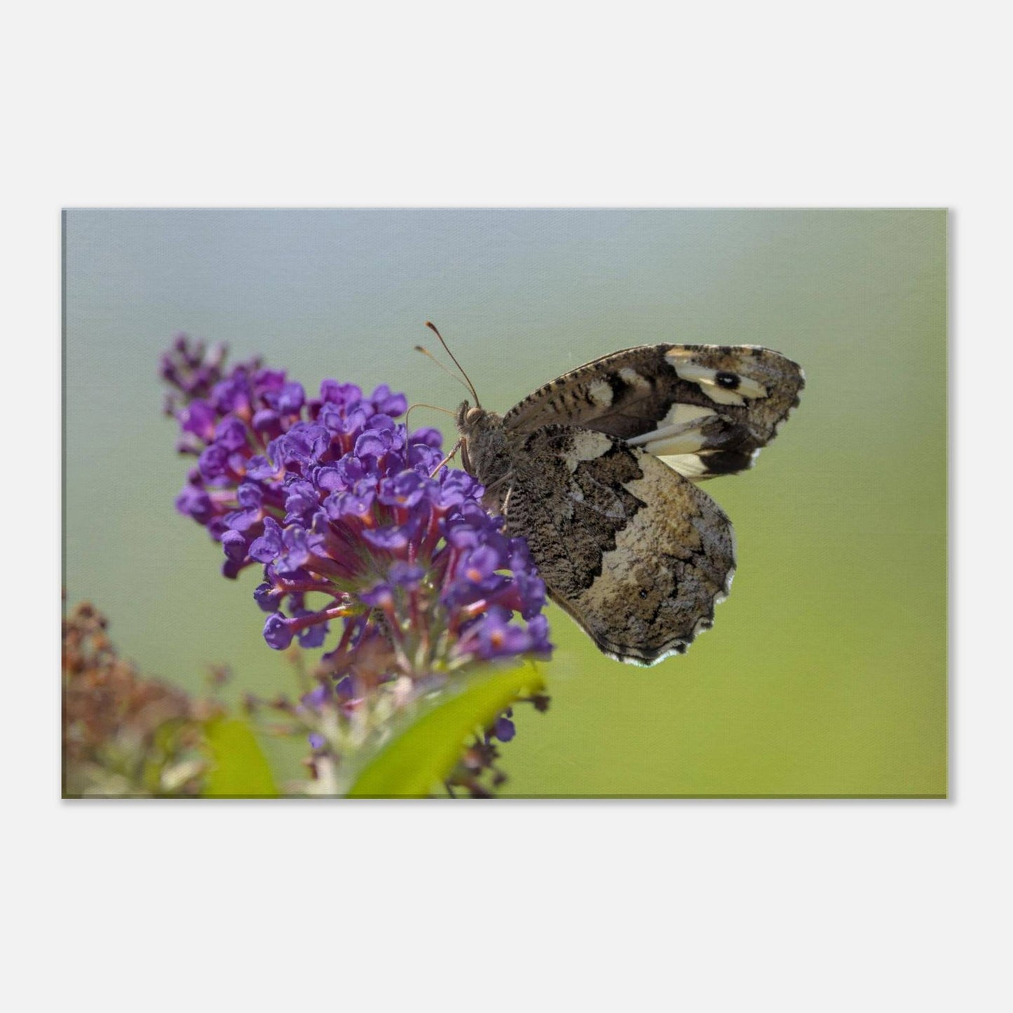 Butterfly Kisses the Flower
