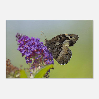 Butterfly Kisses the Flower