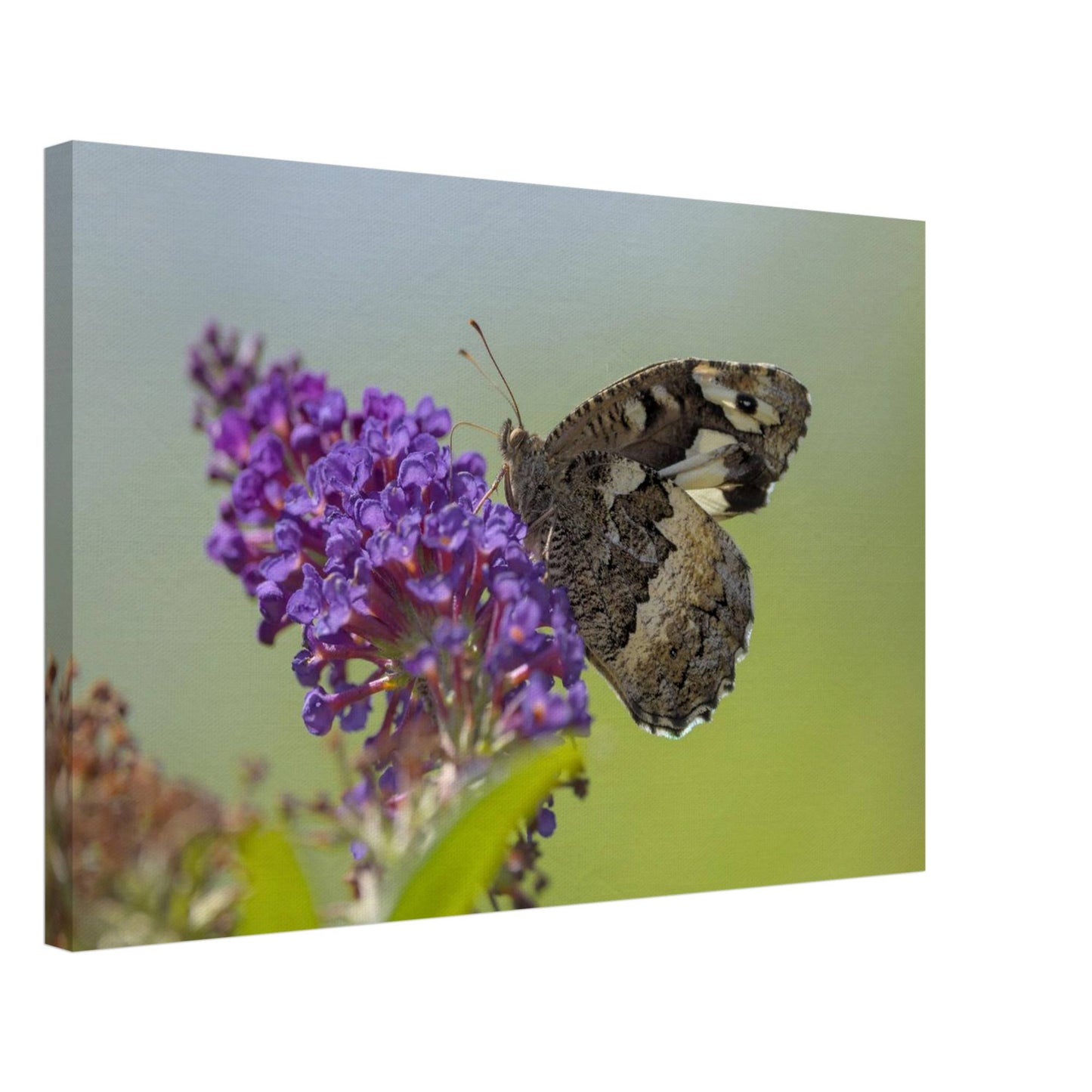 Butterfly Kisses the Flower