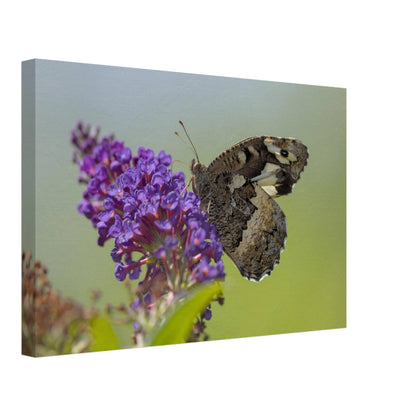 Butterfly Kisses the Flower