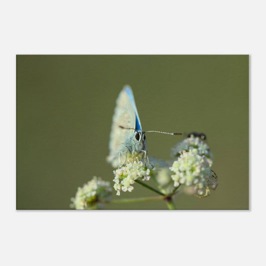 Butterfly on Standby