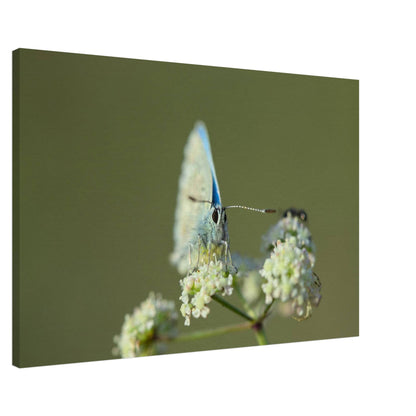 Butterfly on Standby