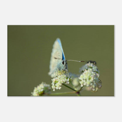Butterfly on Standby