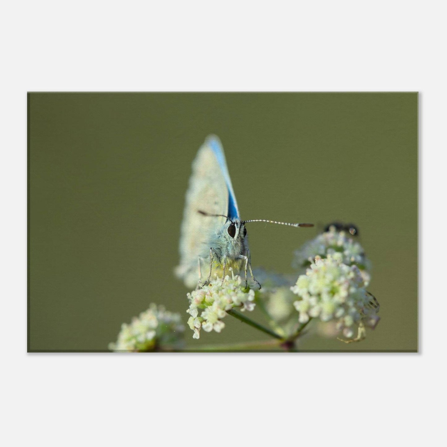 Butterfly on Standby