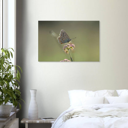 Portrait of a Butterfly