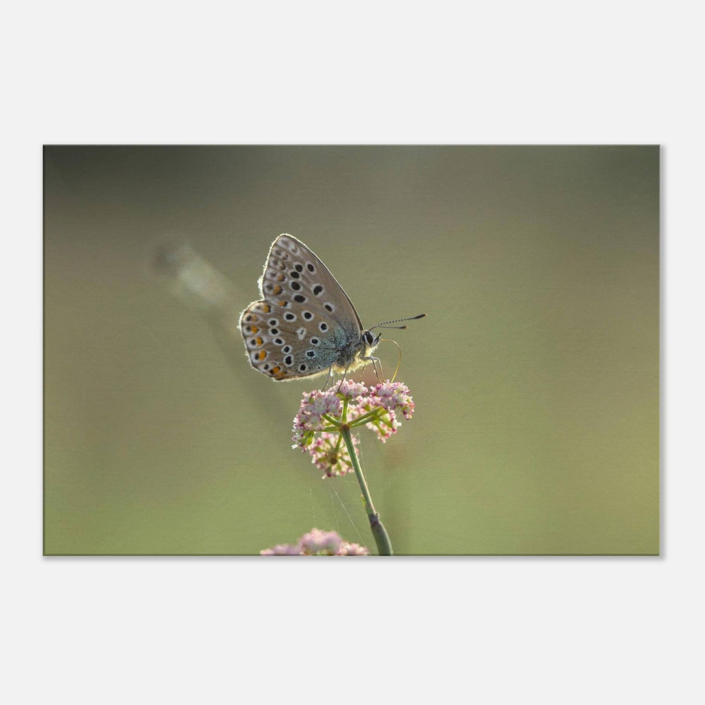 Portrait of a Butterfly
