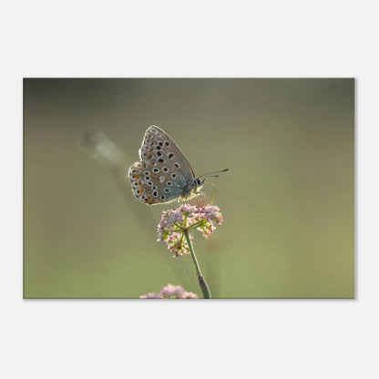 Portrait of a Butterfly