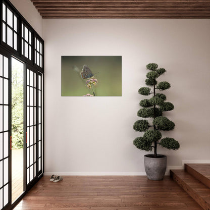 Portrait of a Butterfly