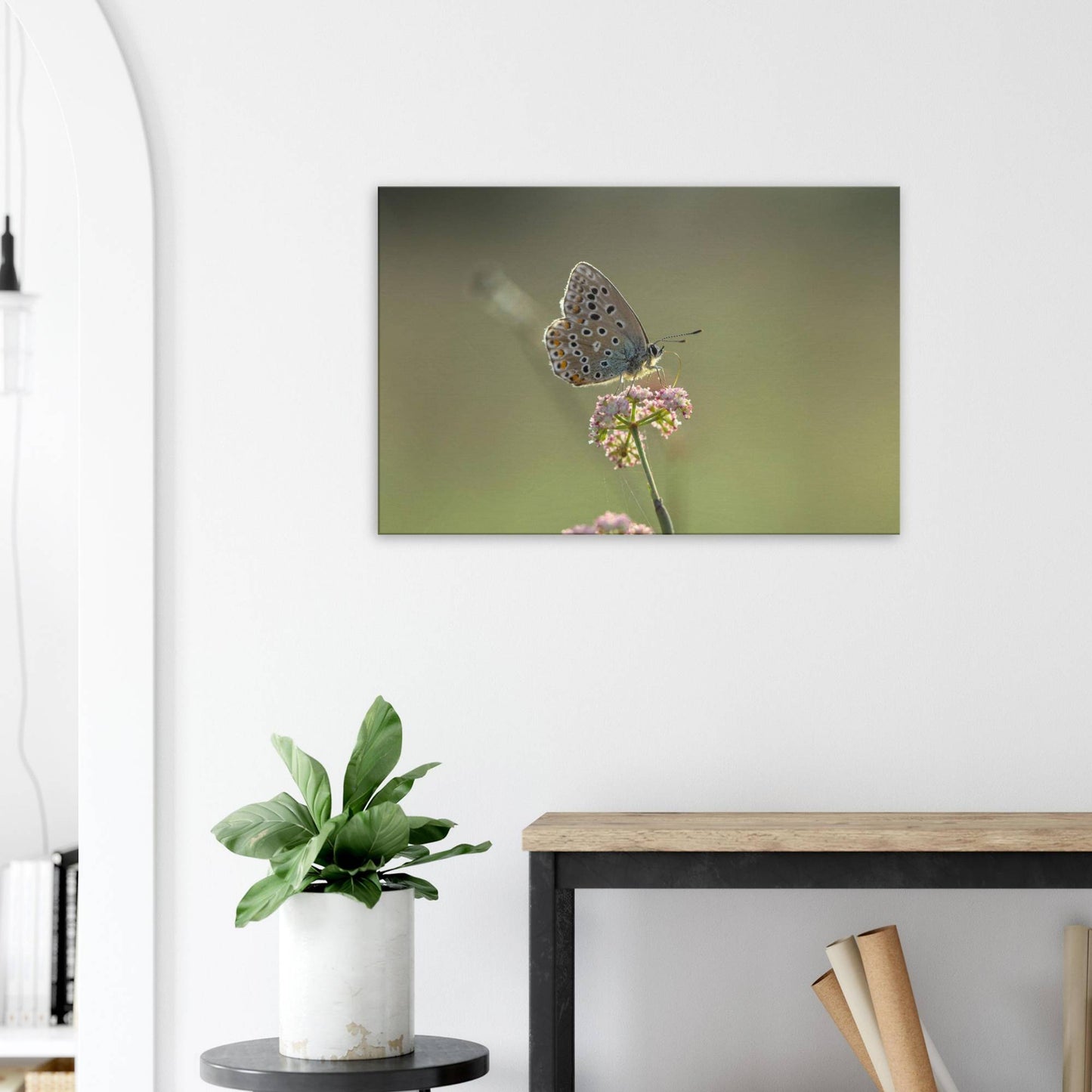 Portrait of a Butterfly