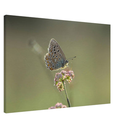 Portrait of a Butterfly