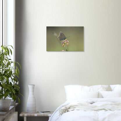 Portrait of a Butterfly