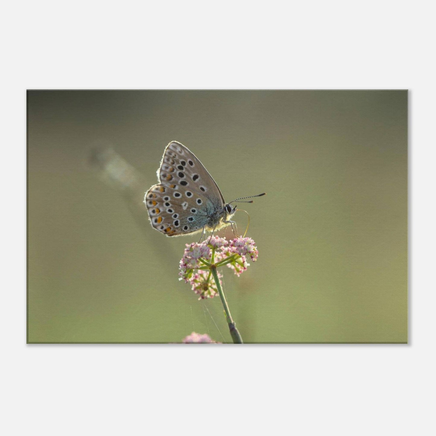 Portrait of a Butterfly