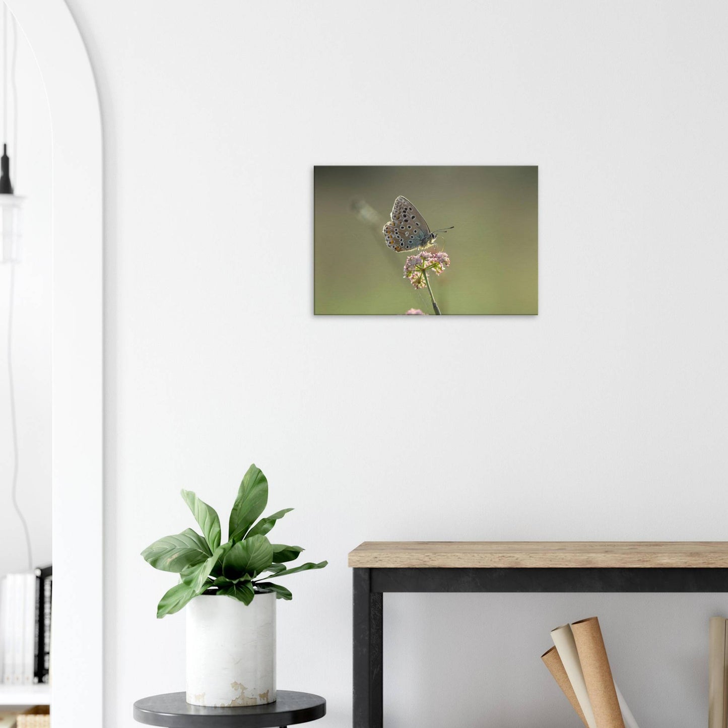 Portrait of a Butterfly