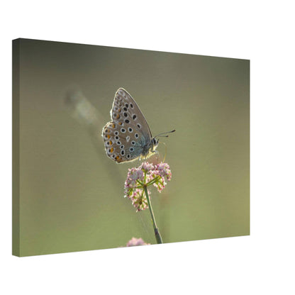 Portrait of a Butterfly