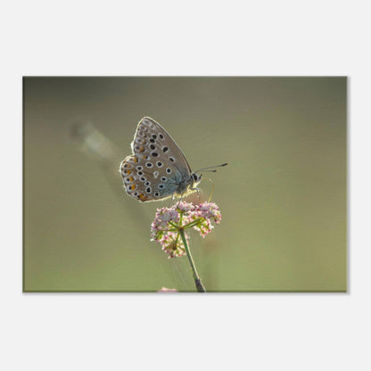 Portrait of a Butterfly