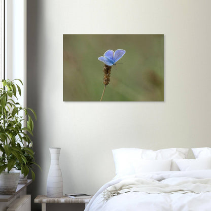 A Butterfly's Rest