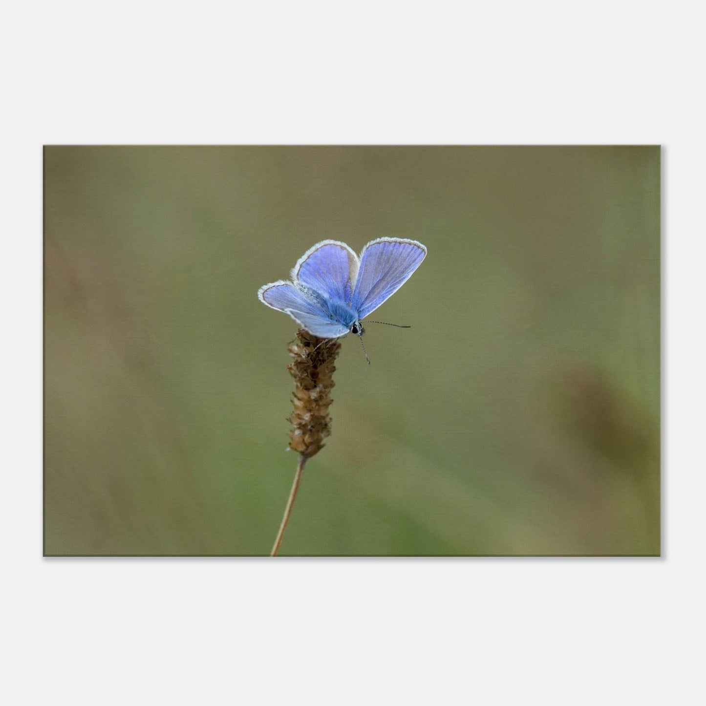 A Butterfly's Rest