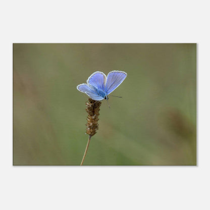 A Butterfly's Rest