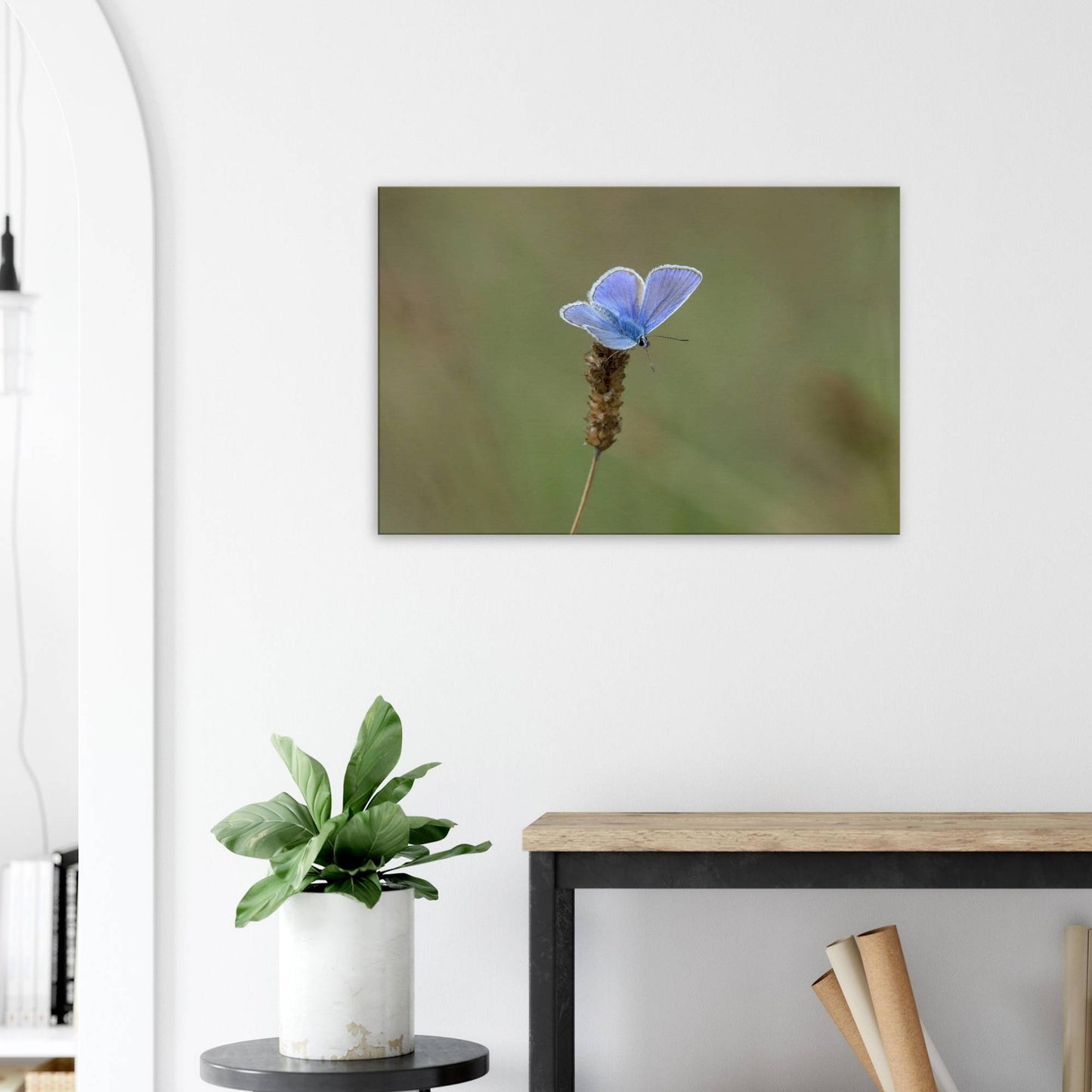 A Butterfly's Rest