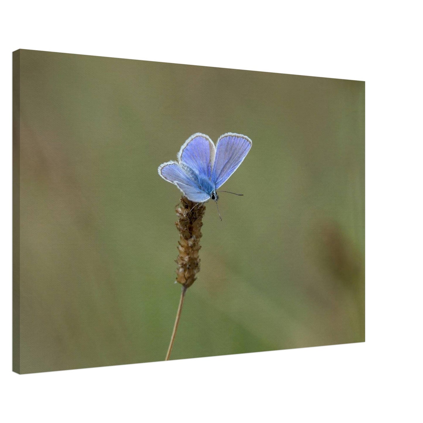 A Butterfly's Rest