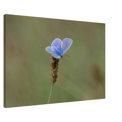 A Butterfly's Rest