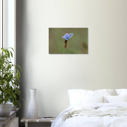A Butterfly's Rest