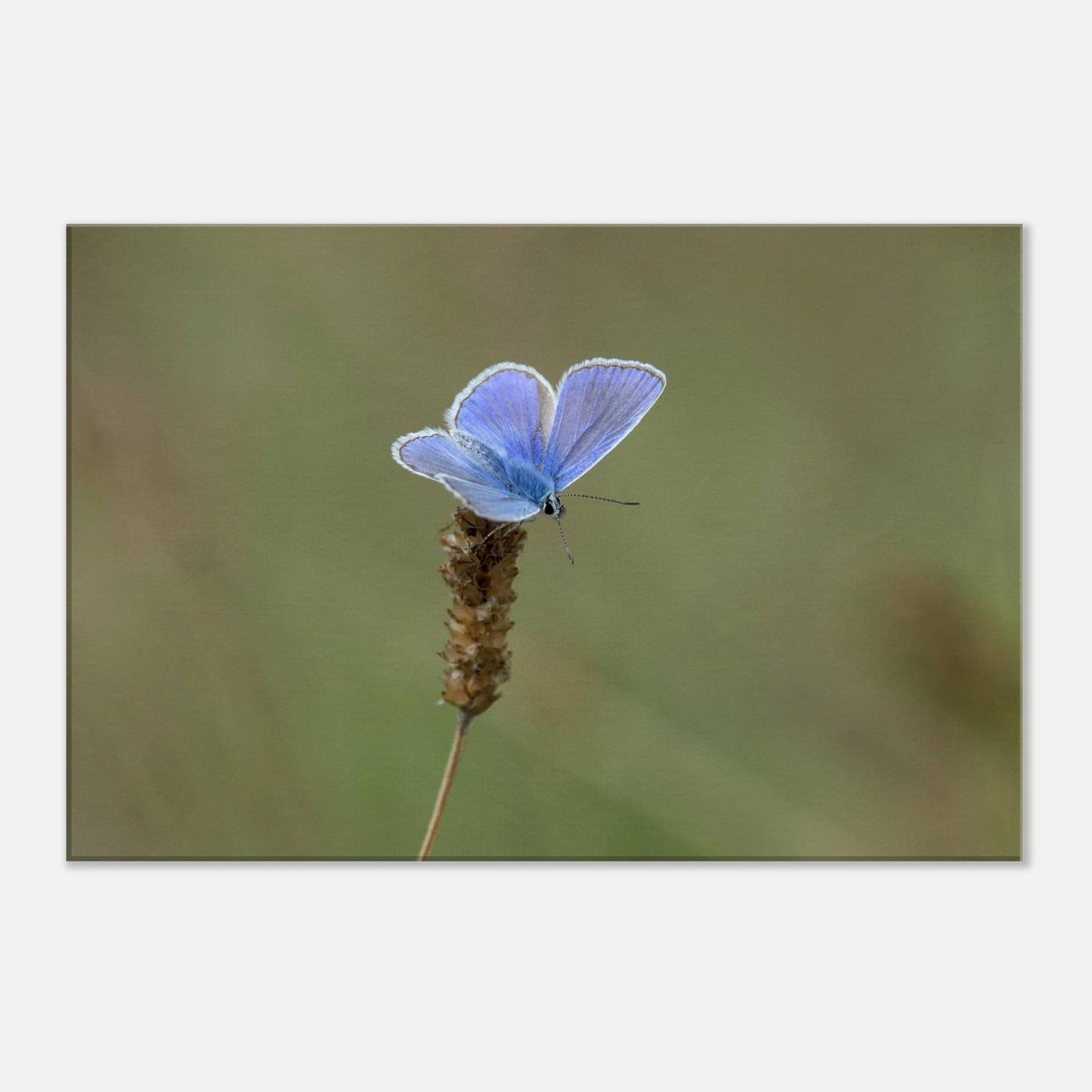 A Butterfly's Rest