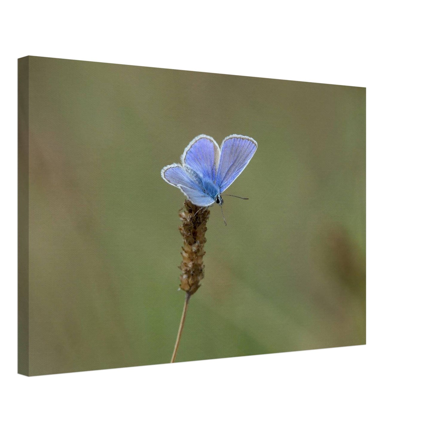 A Butterfly's Rest