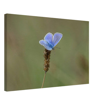 A Butterfly's Rest