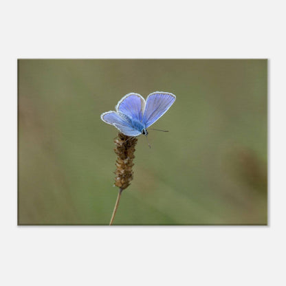 A Butterfly's Rest
