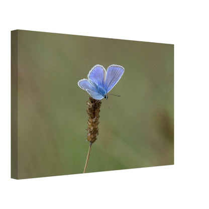 A Butterfly's Rest