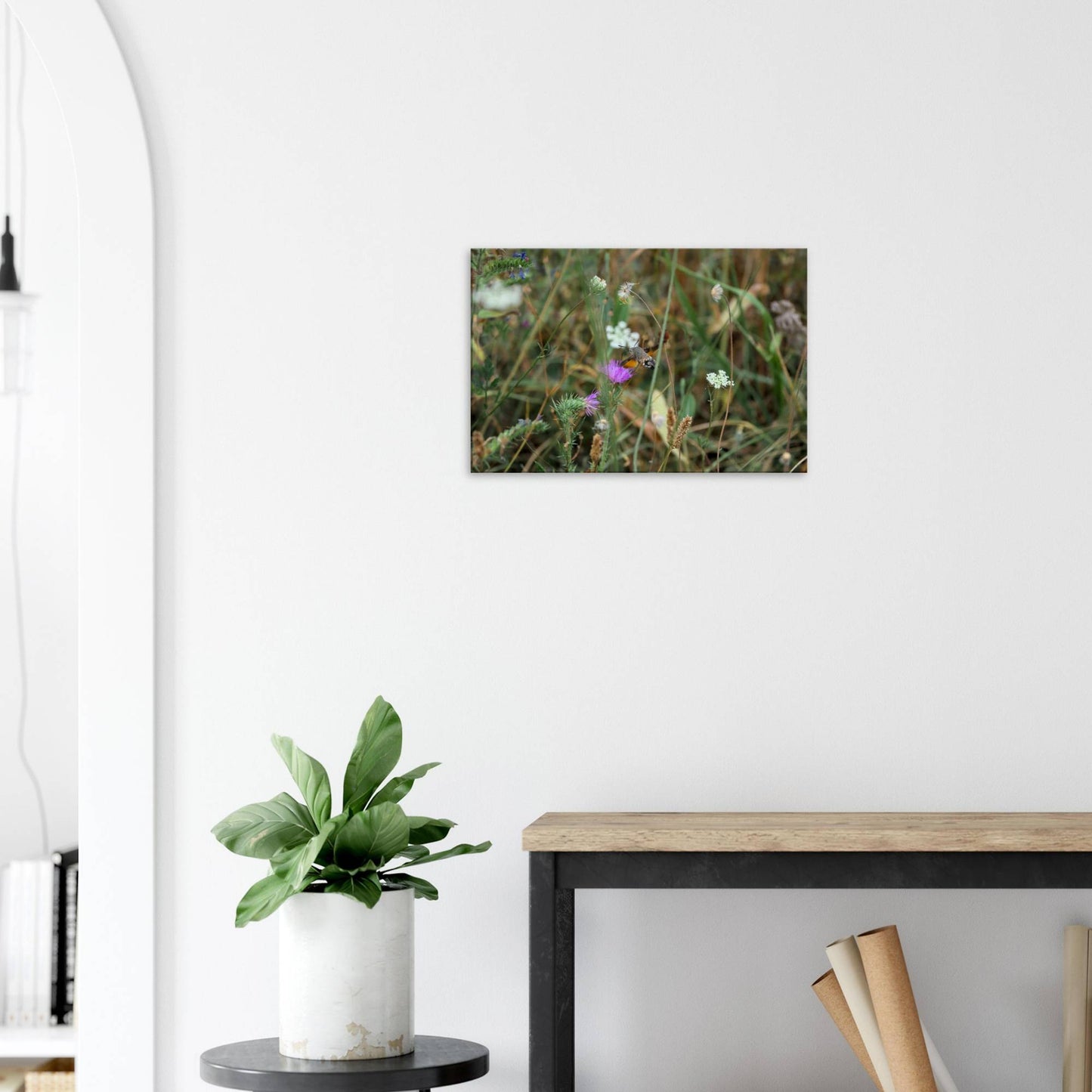 A Moth at Home