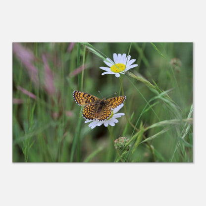 Orange Butterfly on a Daisy