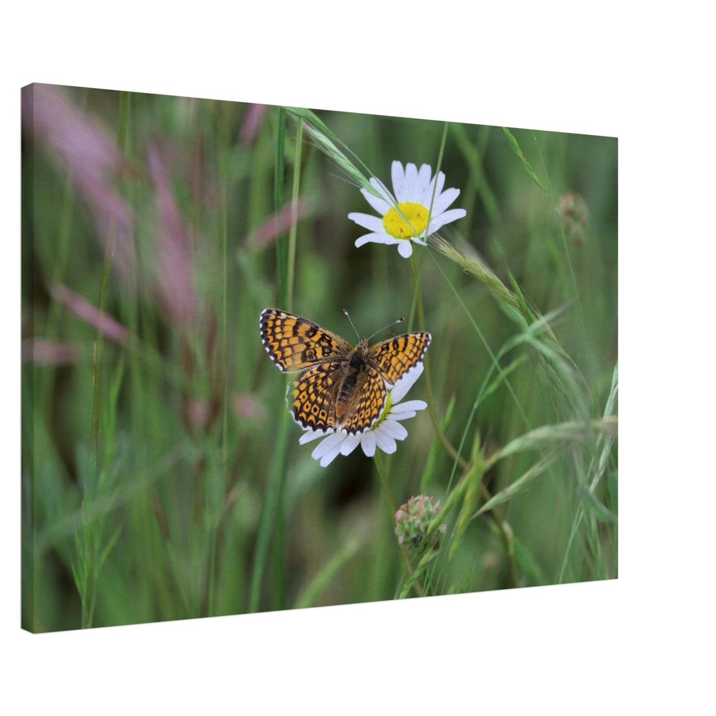 Orange Butterfly on a Daisy