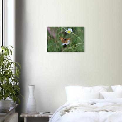 Orange Butterfly on a Daisy