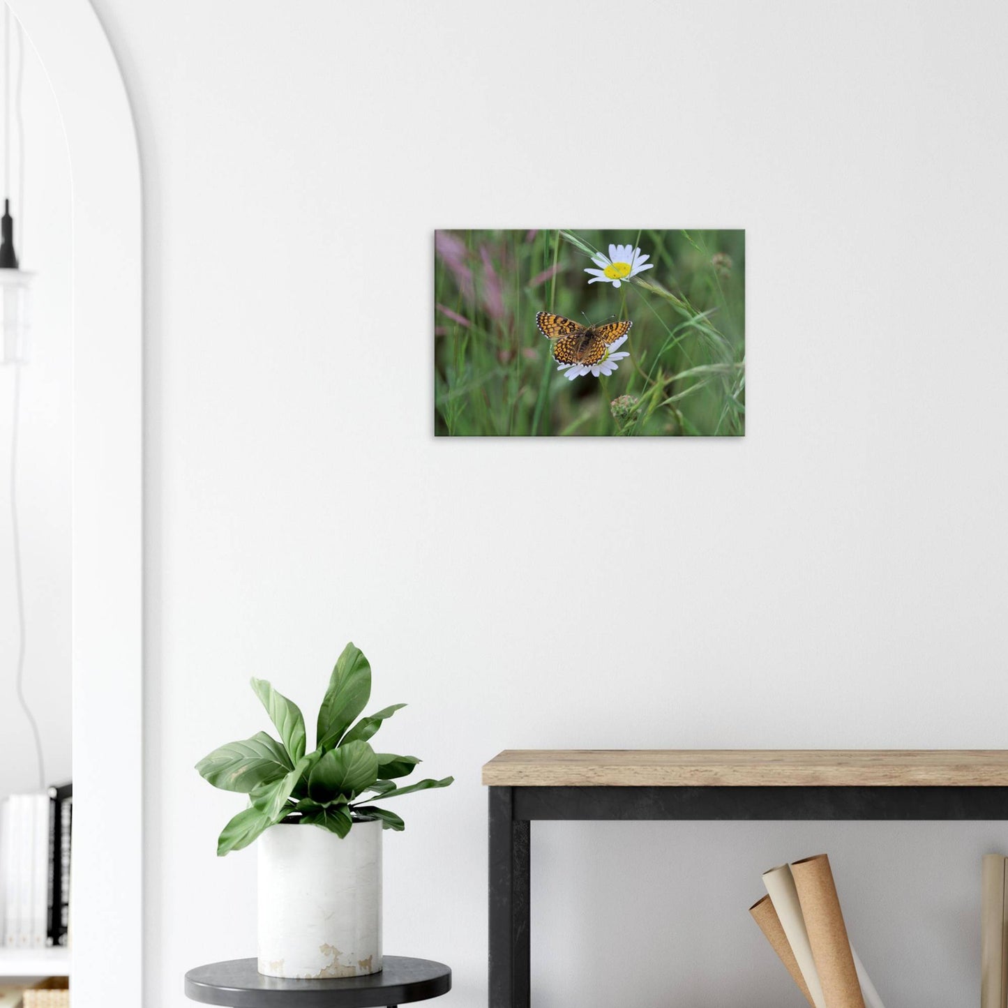 Orange Butterfly on a Daisy