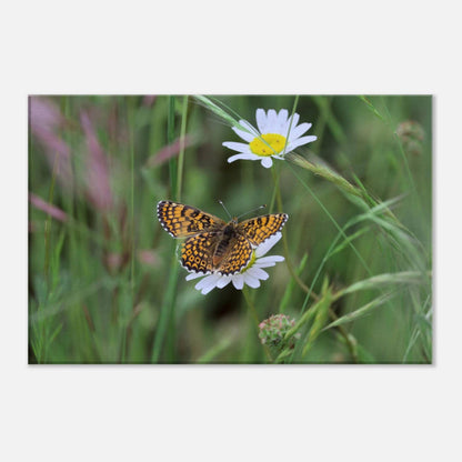Orange Butterfly on a Daisy