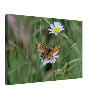 Orange Butterfly on a Daisy