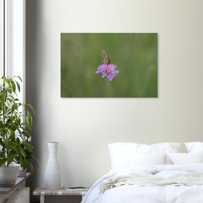 The Resting Butterfly