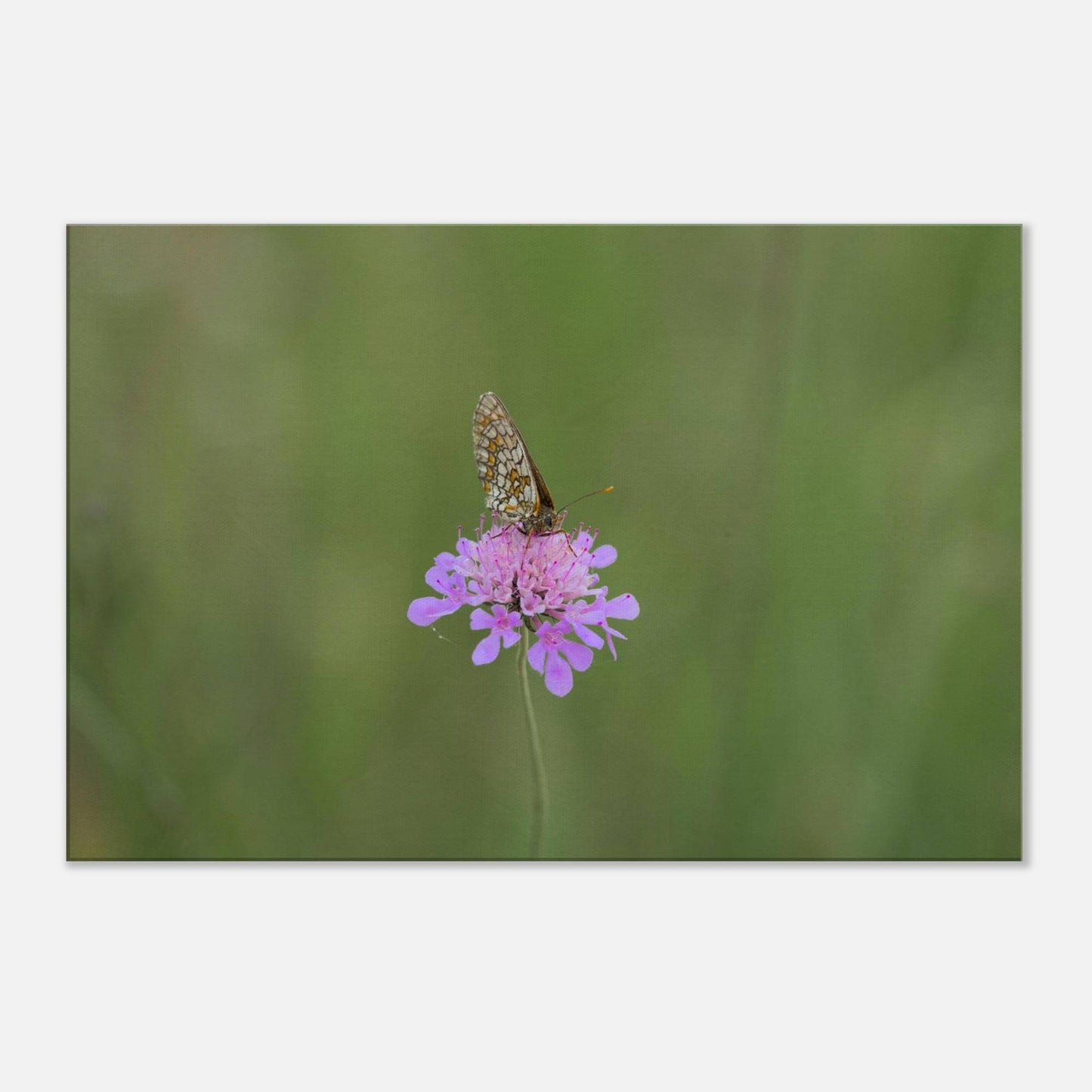 The Resting Butterfly