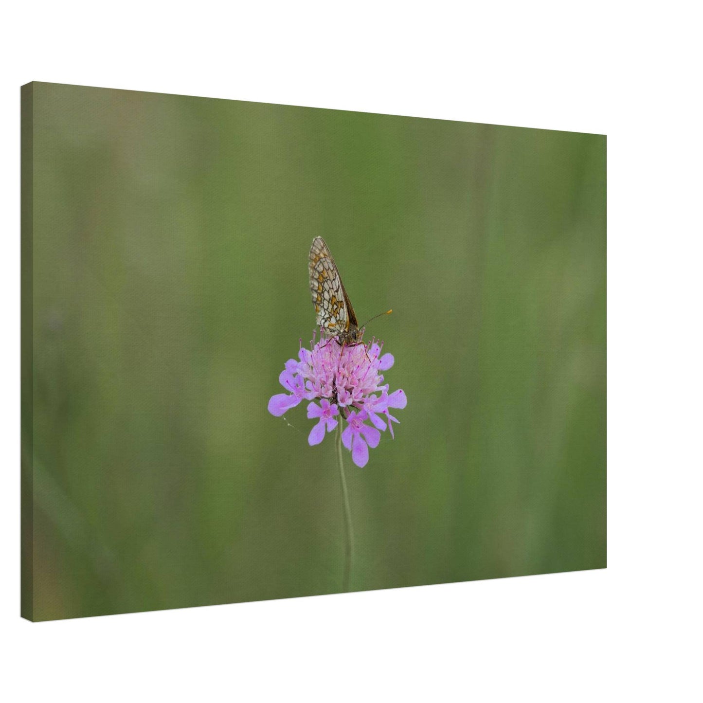 The Resting Butterfly