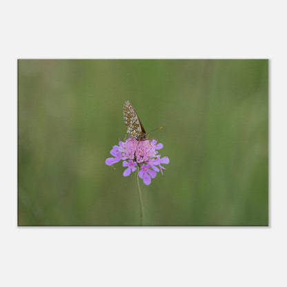 The Resting Butterfly