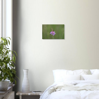 The Resting Butterfly