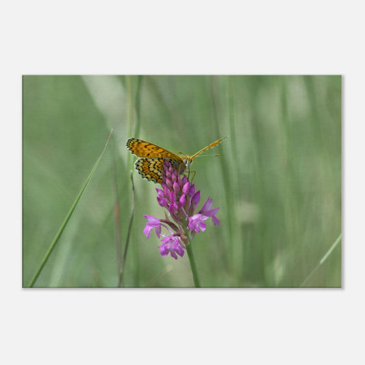 Peeking Butterfly